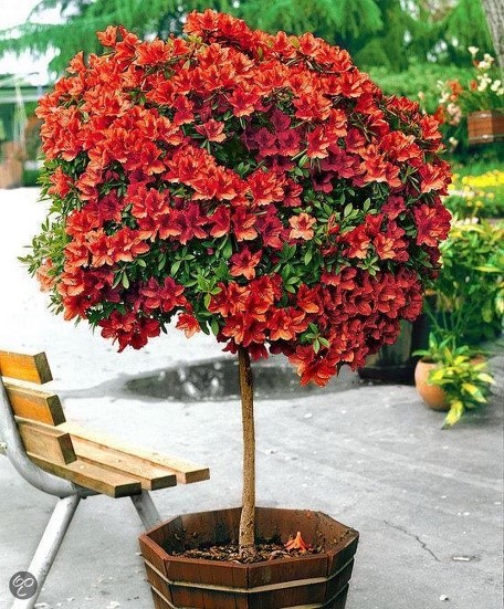 Azalea (Rhododendron) Boom Azalea (Rhododendron) Boom